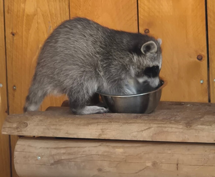 Wildpark Schmidt-Schmidt必去景点