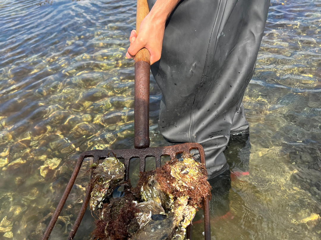 Kelly Oysters-Kilcolgan必去景点