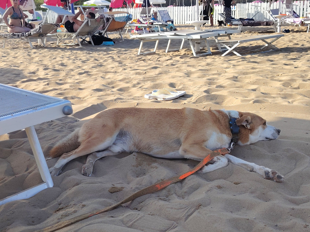 La spiaggia di Duke-利尼亚诺萨比亚多罗必去景点