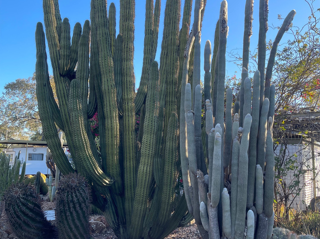 Bevans Black Opal & Cactus Nursery-Lightning Ridge必去景点