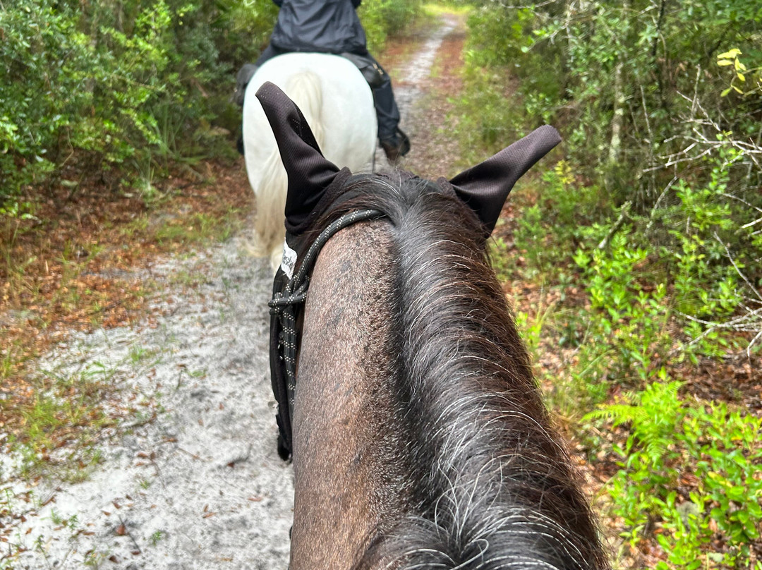 Black Prong Adventures Horseback Riding And Carriage Tours In The Goethe State Forest-Bronson必去景点