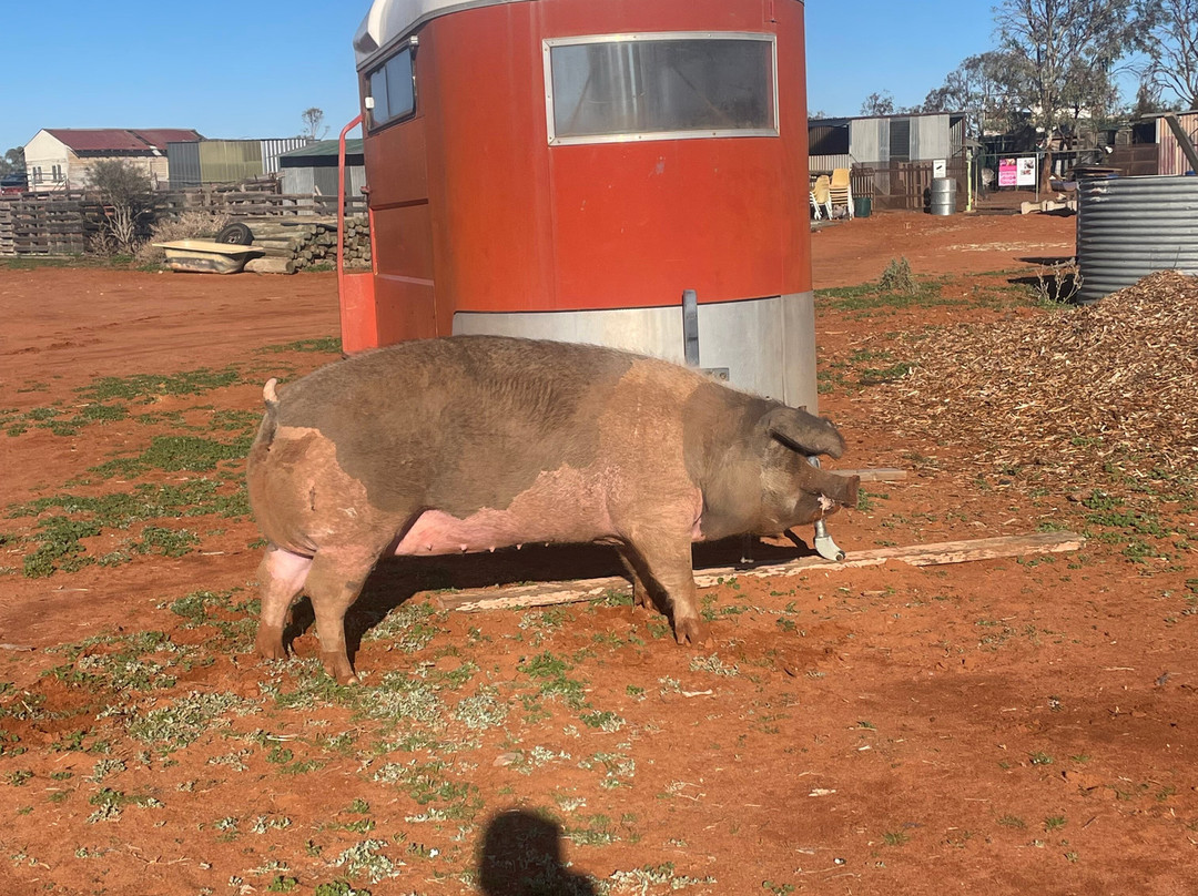 Silverton Outback Camels-Silverton必去景点