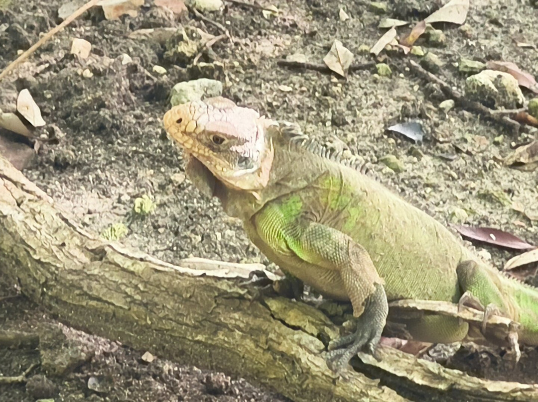 Les Ballades du Delphis-Le Francois必去景点