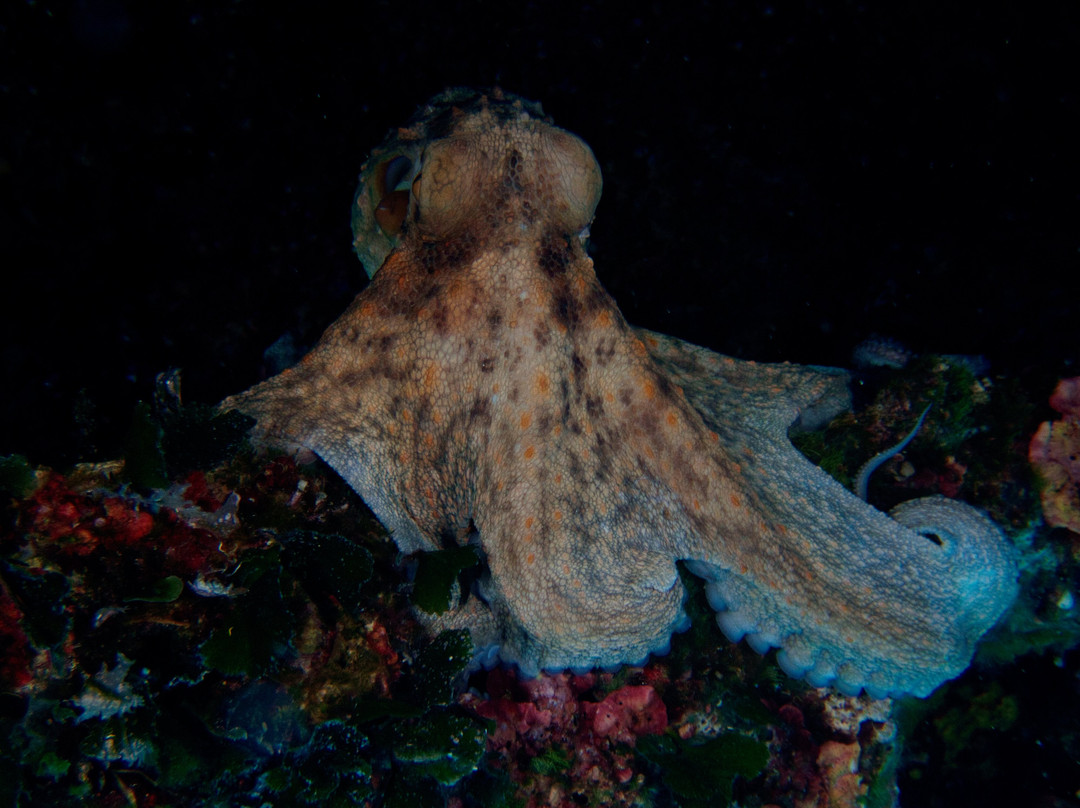 Trogir Diving Center - Day Dive-欧克鲁格勾基必去景点