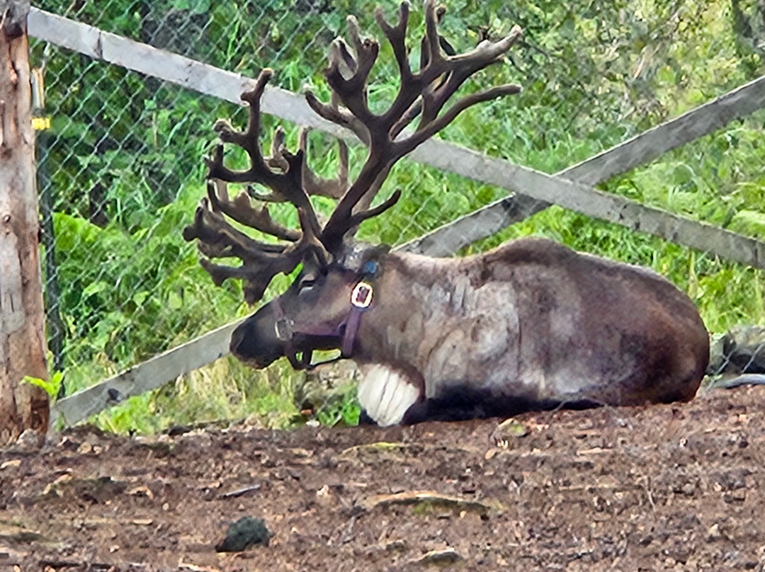 D & S Alaskan Trail Rides-塔尔基特纳必去景点