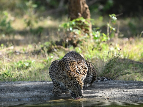 Black Leopard Safari Yala-蒂瑟默哈拉默必去景点