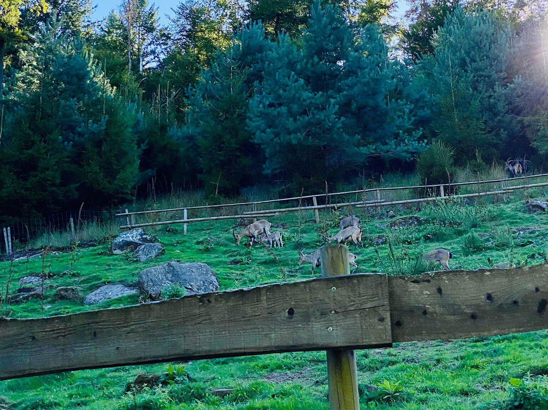 Kurpfalz-Park Wachenheim-Wachenheim an der Weinstrasse必去景点