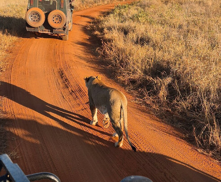 Eagle Wings Tours And Safaris-蒙巴萨必去景点