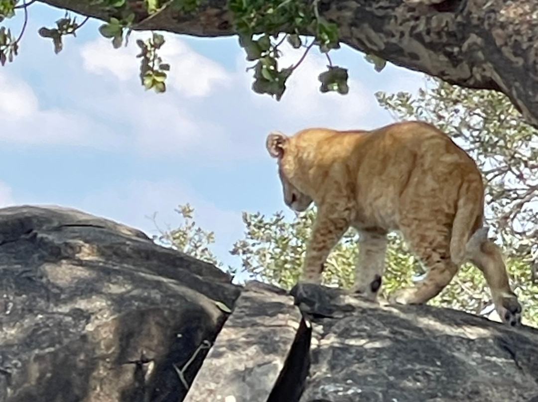 It Started in Africa-阿鲁沙必去景点