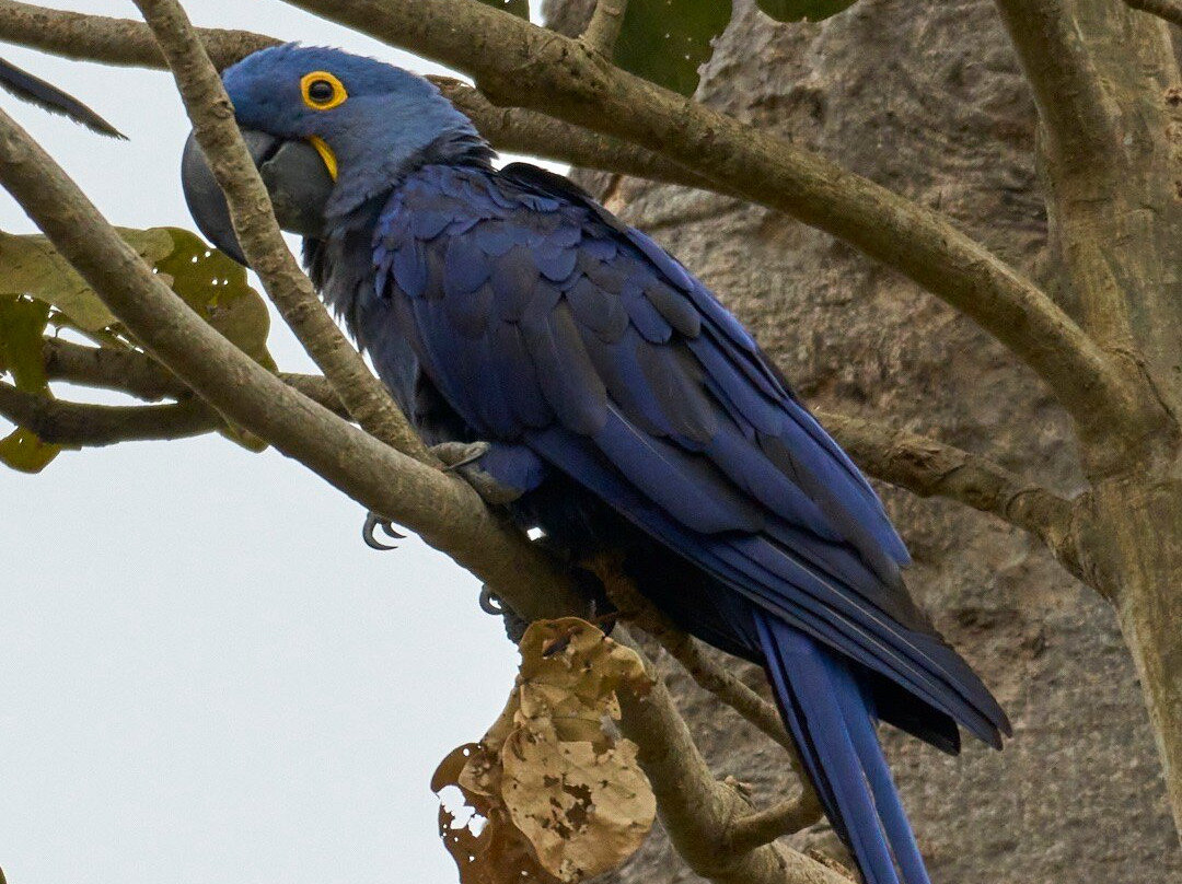 Pantanal Jaguar Safaris-Chapada dos Guimaraes必去景点