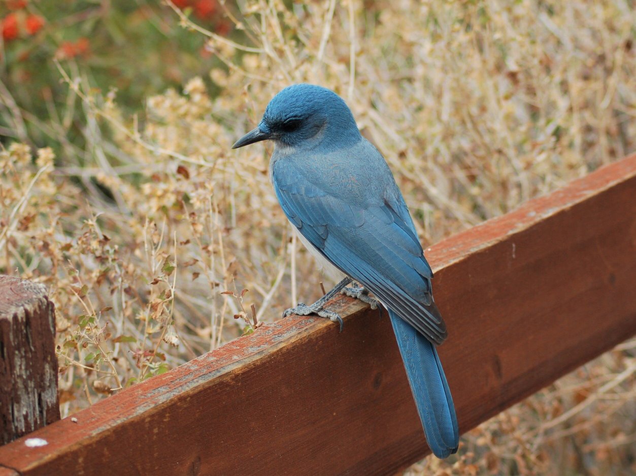 Santa Rita Lodge-官方