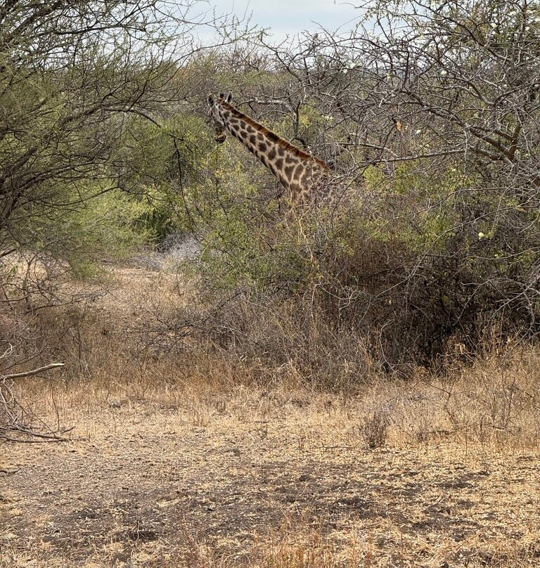 Utopia safaris-阿鲁沙必去景点