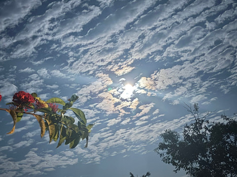 Surjio's Pizzeria & Guest House主图