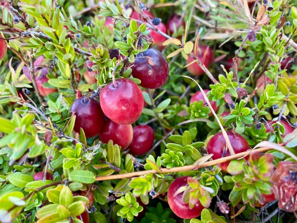 Halls Cape Cod Cranberries