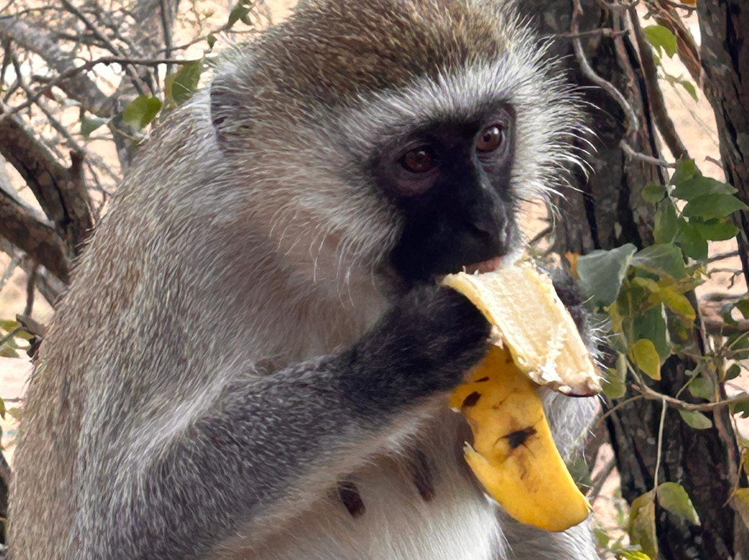 Tarangire Classic View Camp-Ikoma必去景点
