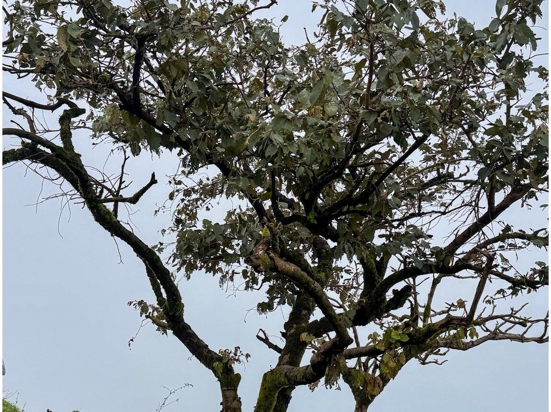 Tikona Fort-罗纳瓦拉必去景点