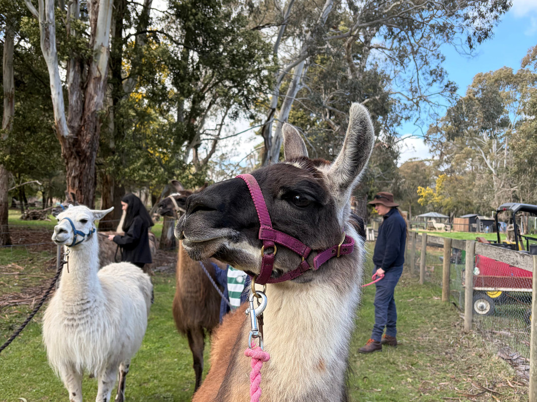Hanging Rock Llama Treks-Woodend必去景点