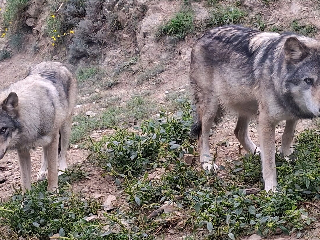 Parc Animalier De Casteil-Casteil必去景点