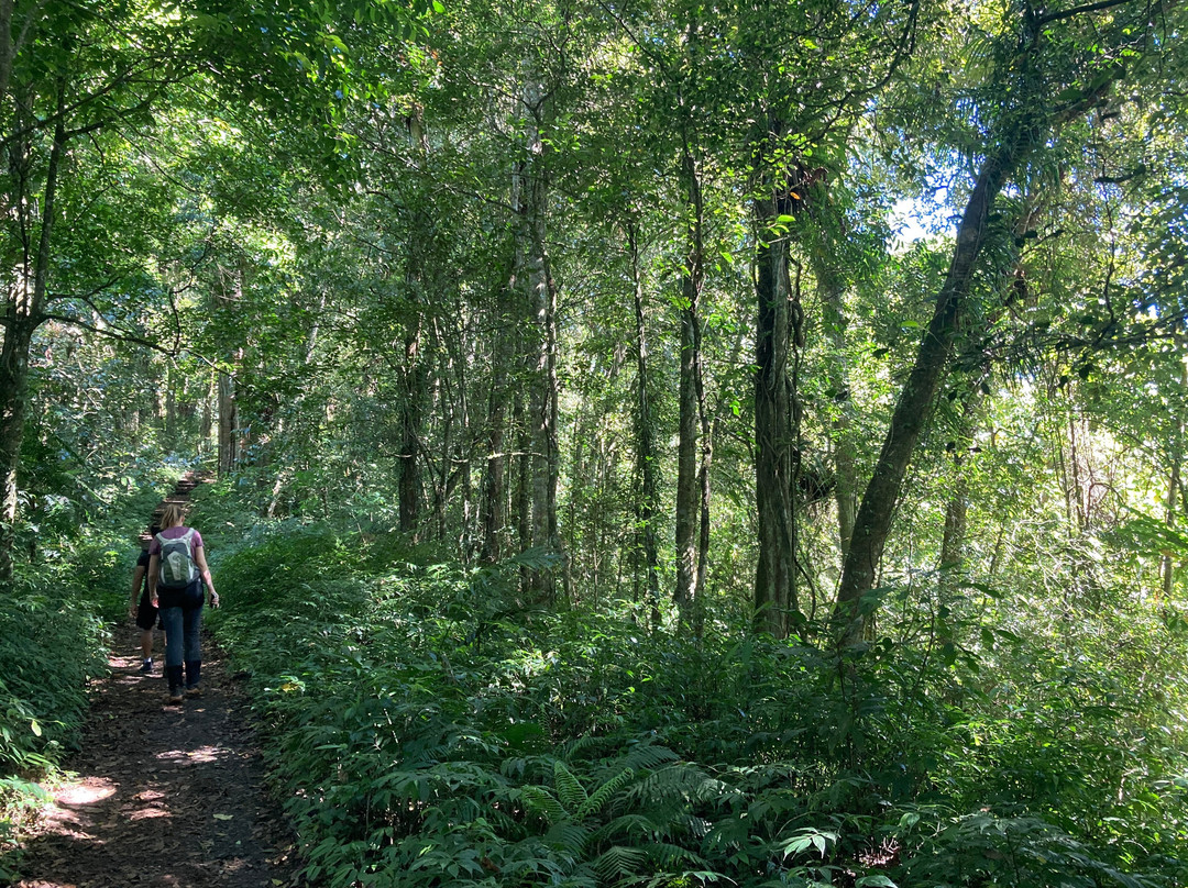 Bali Sunrise Trekking & Tours-乌布必去景点