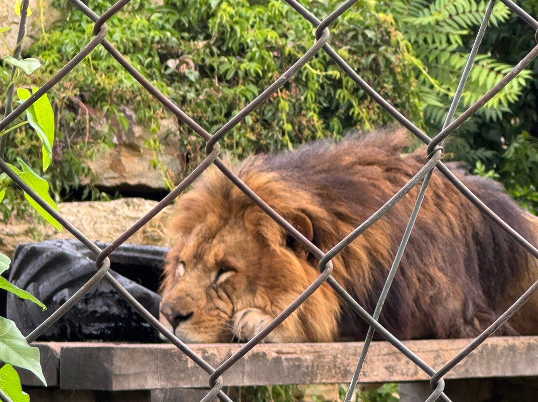 Touroparc Zoo-Romaneche-Thorins必去景点