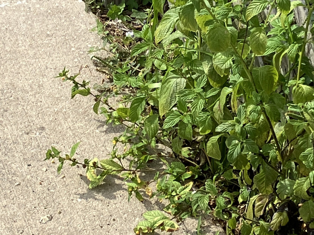 Largo Central Park Nature Preserve-拉哥必去景点