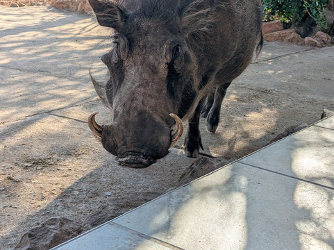 Footprints in Africa Tours-比勒陀利亚必去景点