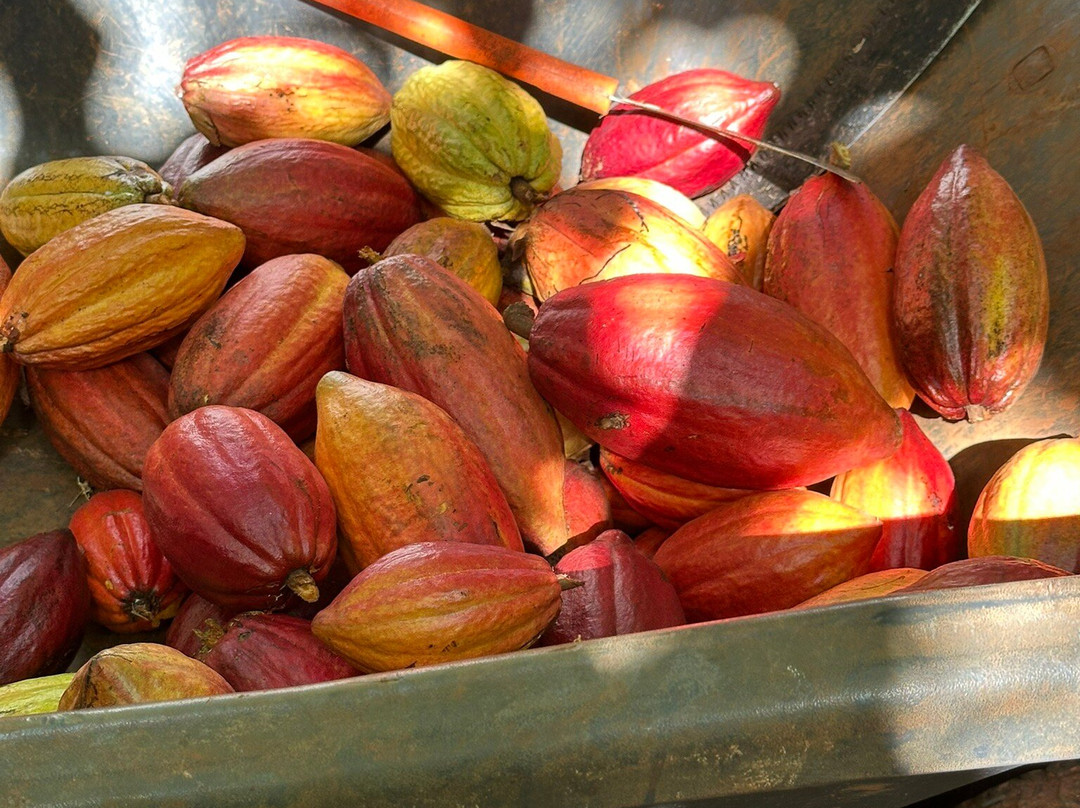 Garden Island Chocolate-基拉韦厄必去景点