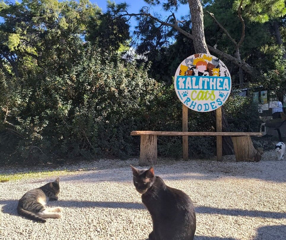 Kallithea Cats-Kallithea必去景点