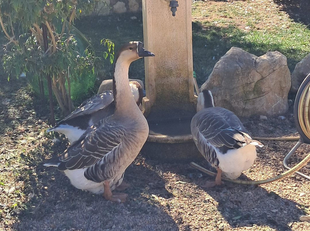 Rifugio Domo Mea-Olmedo必去景点