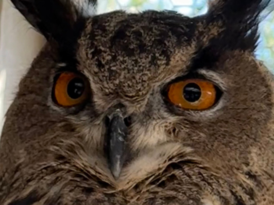 Tanganyika Wildlife Park-Goddard必去景点