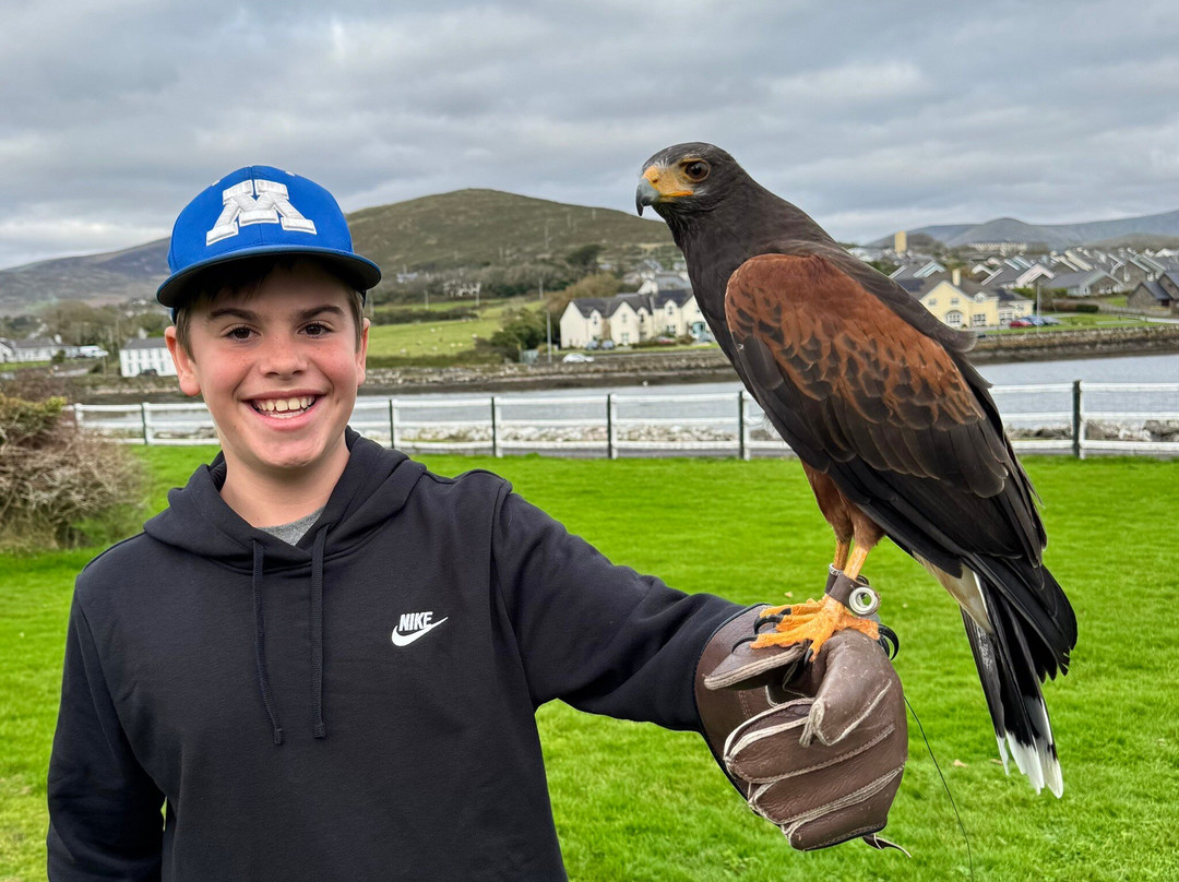 Kingdom Falconry - Dingle-丁格尔必去景点