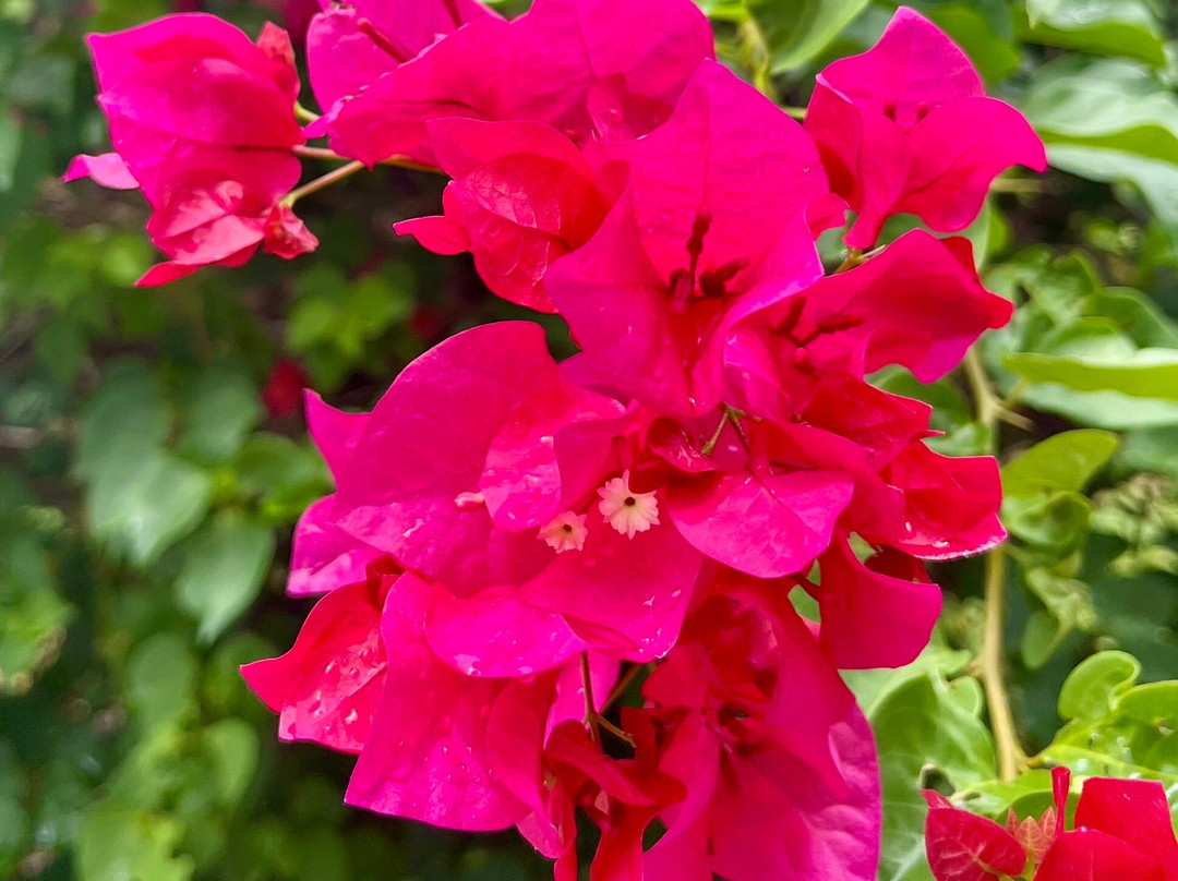 Sunbury Plantation House-Saint Philip Parish必去景点