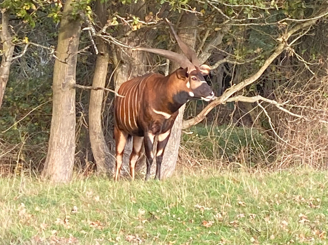 Watatunga Wildlife Reserve-金斯林必去景点