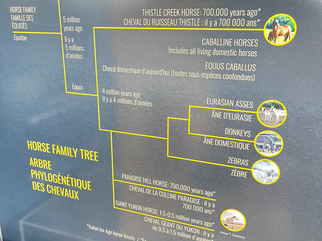Yukon Beringia Interpretive Centre-白马市必去景点