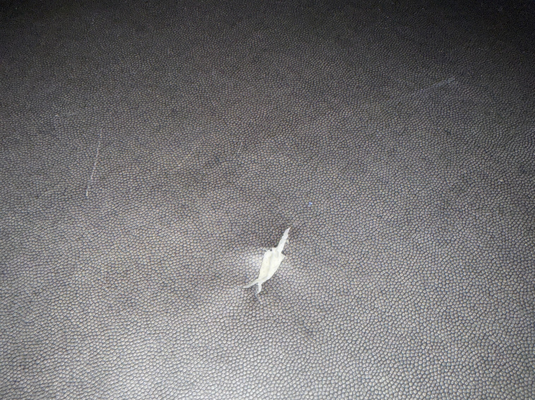 Homewood Suites By Hilton Cincinnati Mason, Oh主图