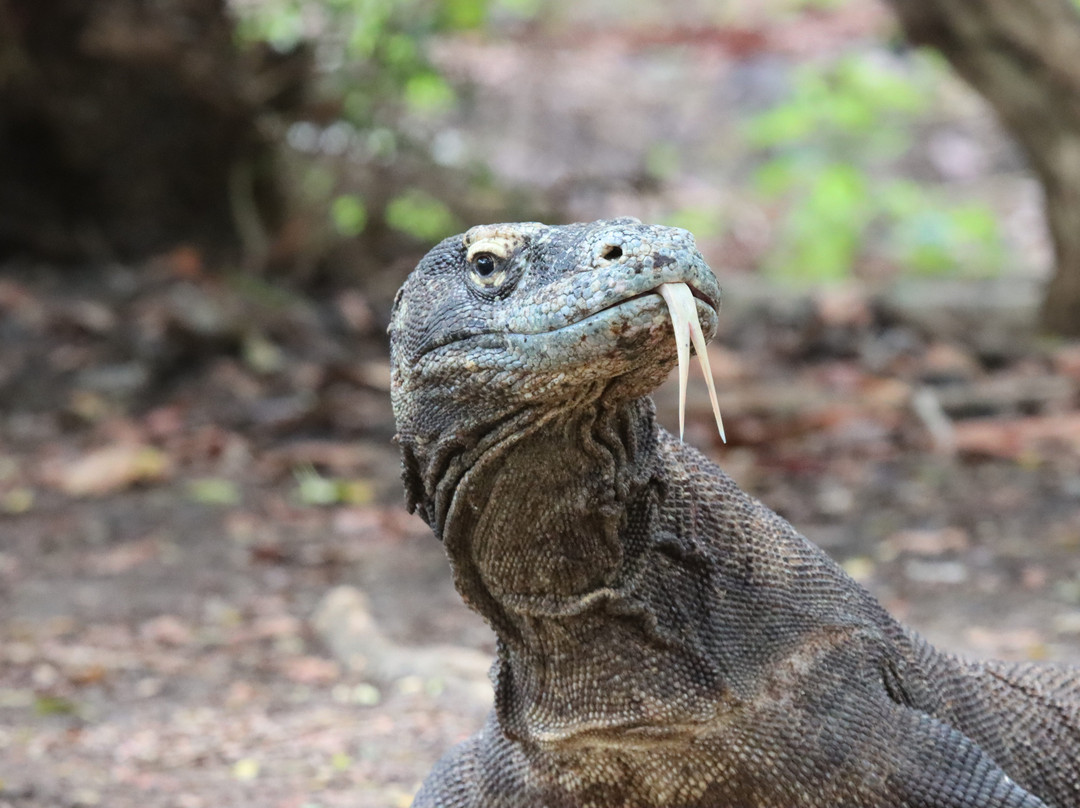 Flores Pristine Tour-Labuan Bajo必去景点