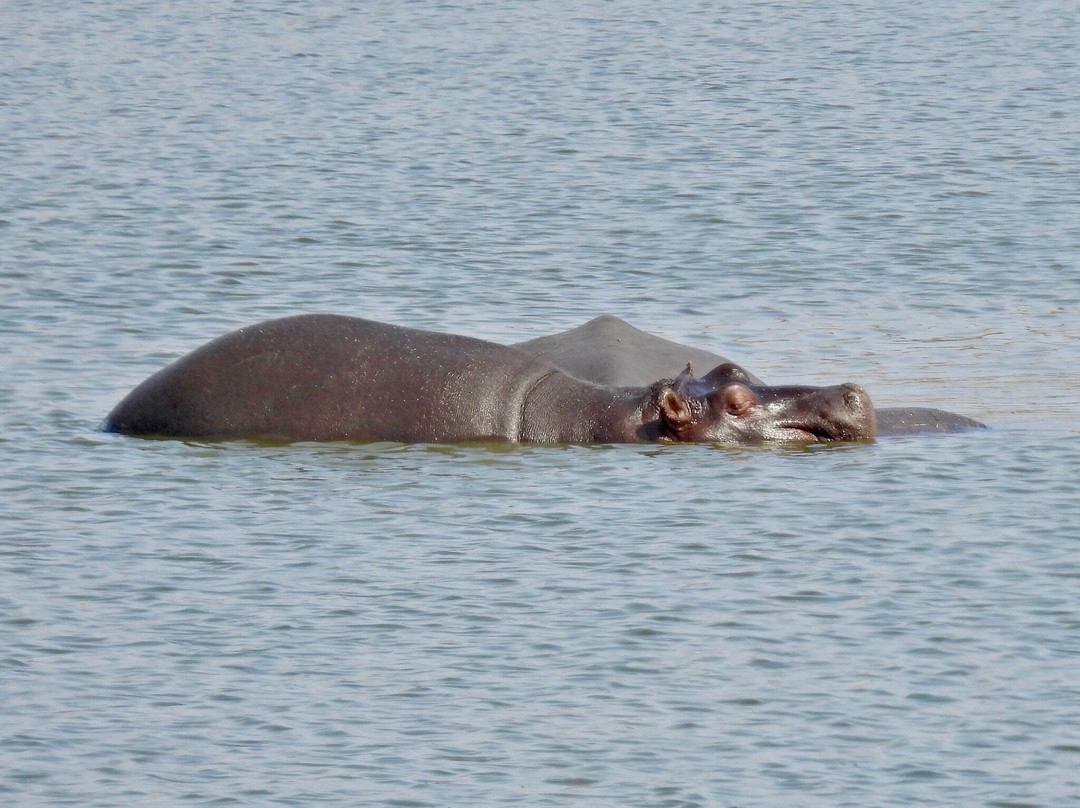 Wild Wings Safaris-克鲁格国家公园必去景点