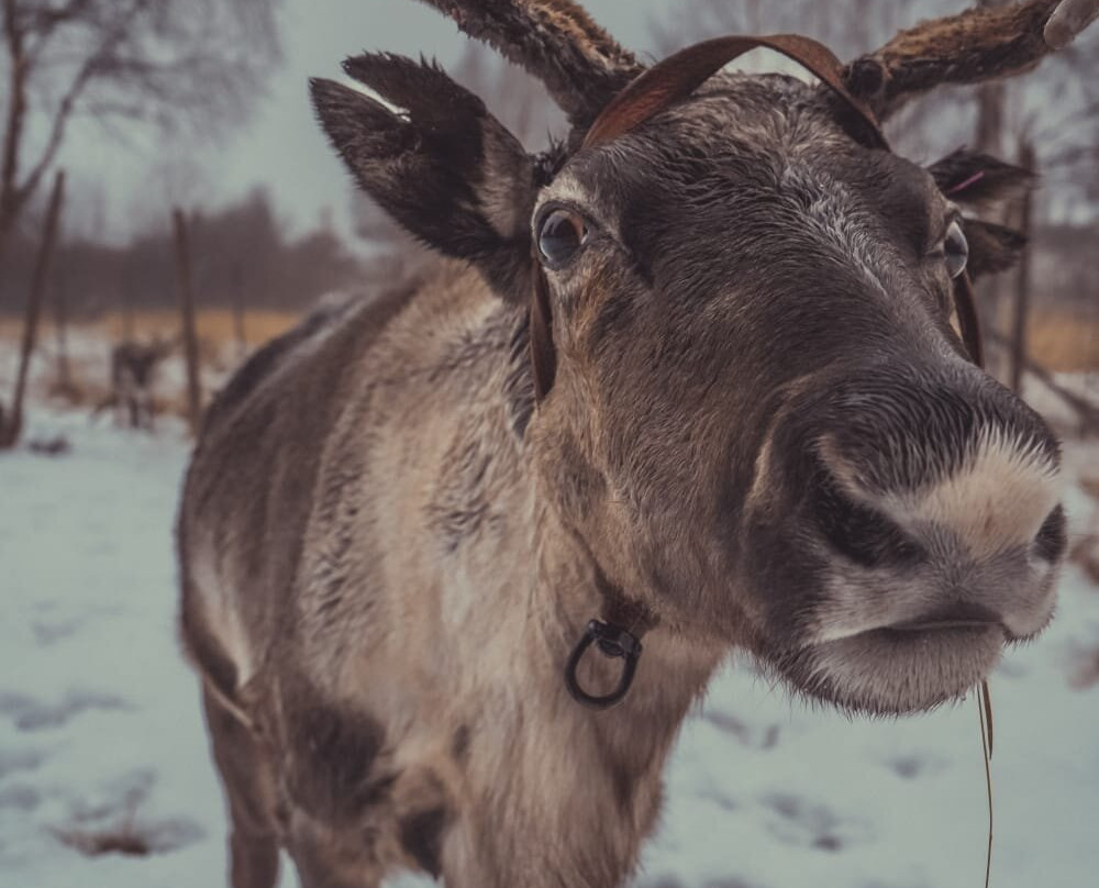 Nutti Sámi Siida-Jukkasjarvi必去景点