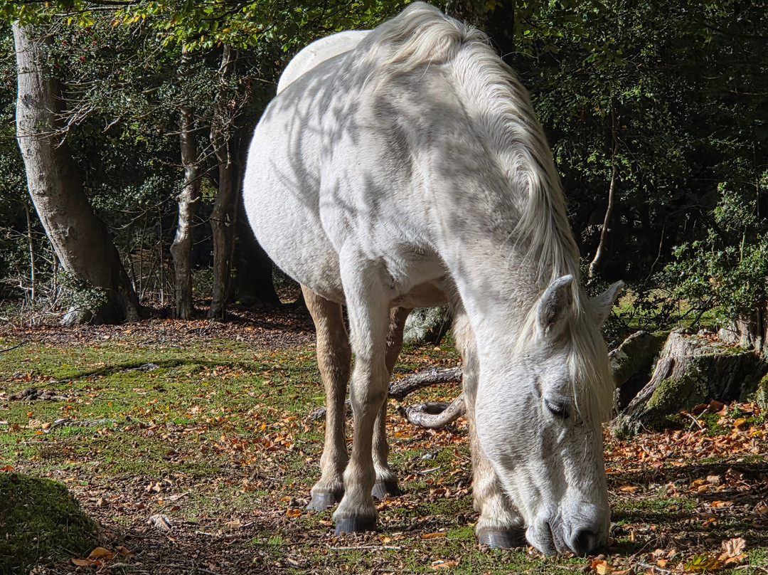 摩尔希尔别墅酒店主图