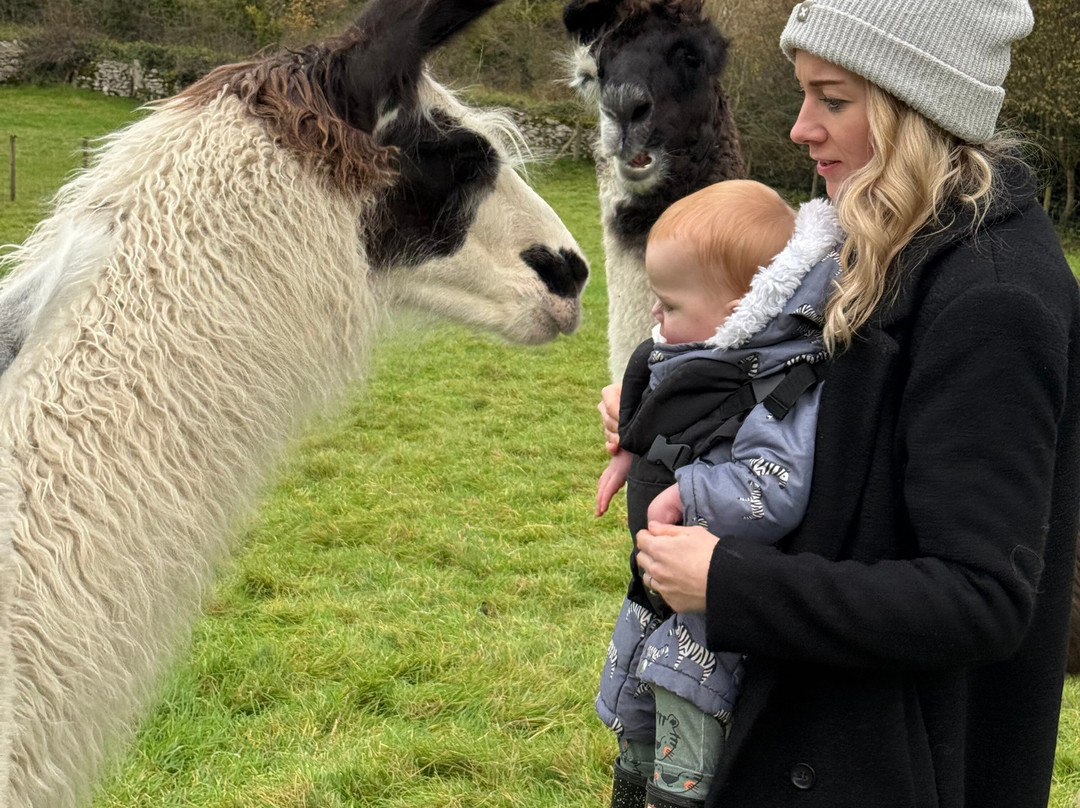 Bardsea Alpacas And Llamas-Bardsea必去景点