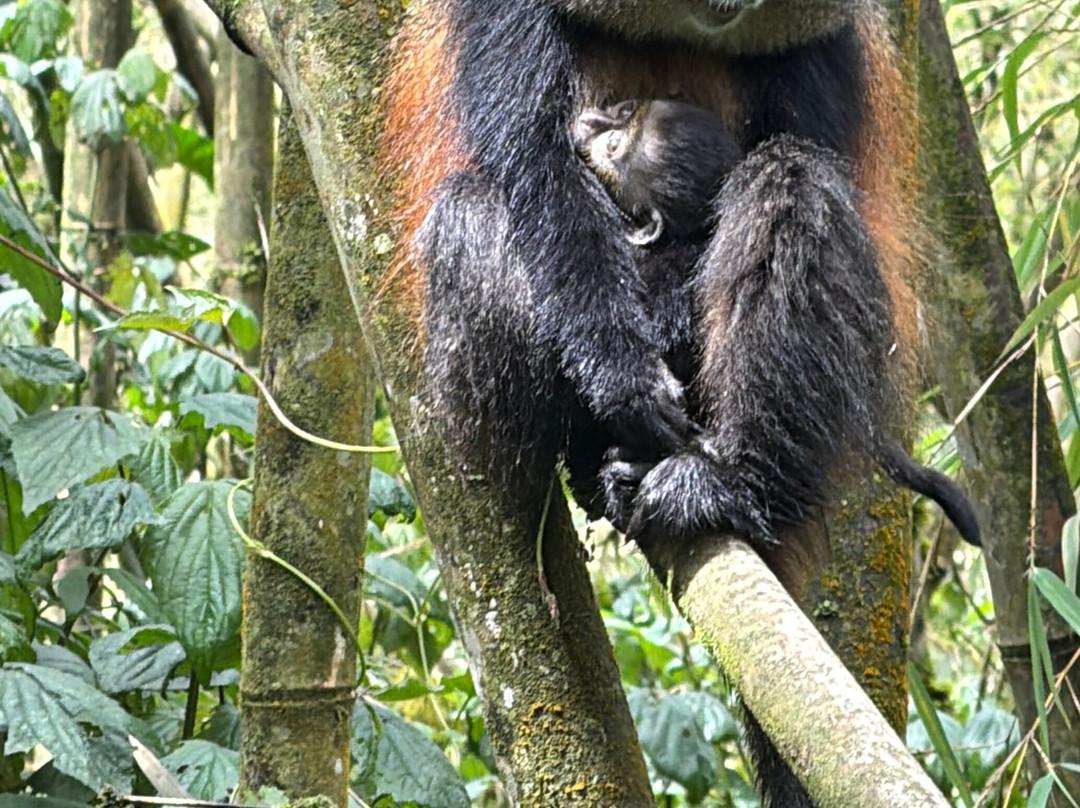 Gorillas and Wildlife Safaris-布恩迪难以穿越的国家公园必去景点