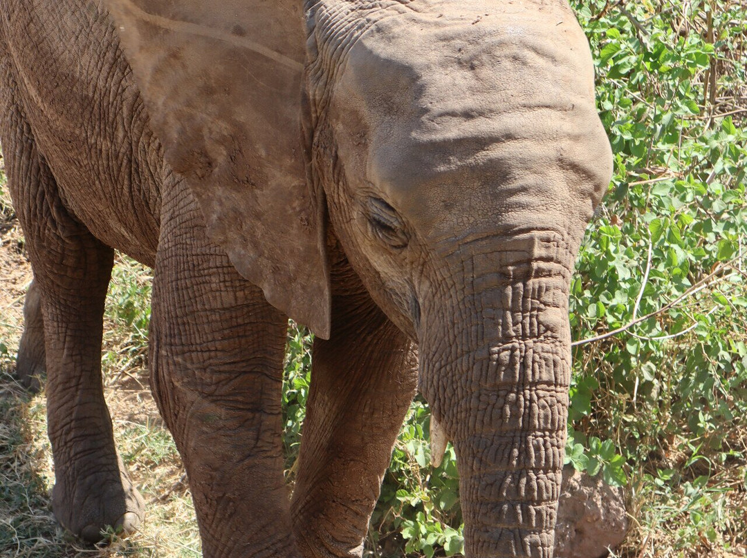 Caracal Tours & Safaris-莫西必去景点