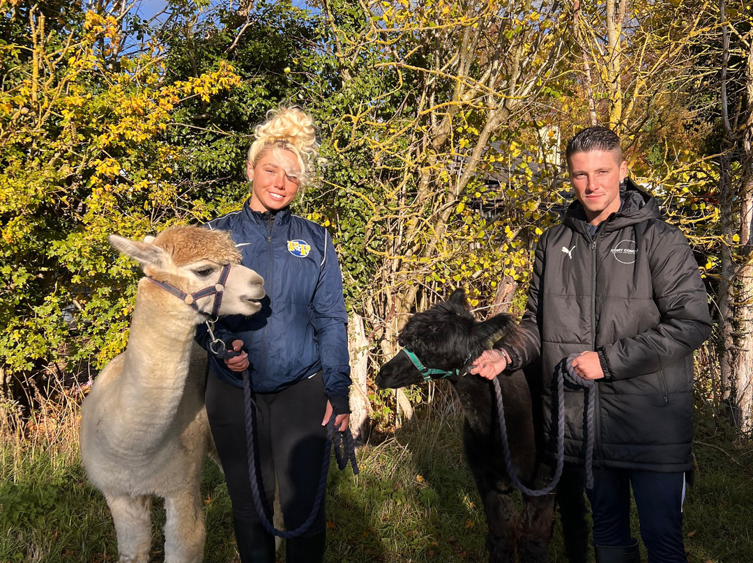 Hilly Ridge Alpacas-Wattisham必去景点
