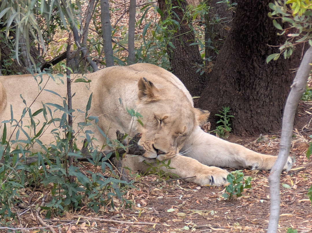 Lion and Cheetah Sanctuary-柯立南必去景点