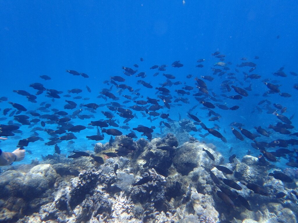 Fluid Tahiti Dive Center-普纳奥亚必去景点