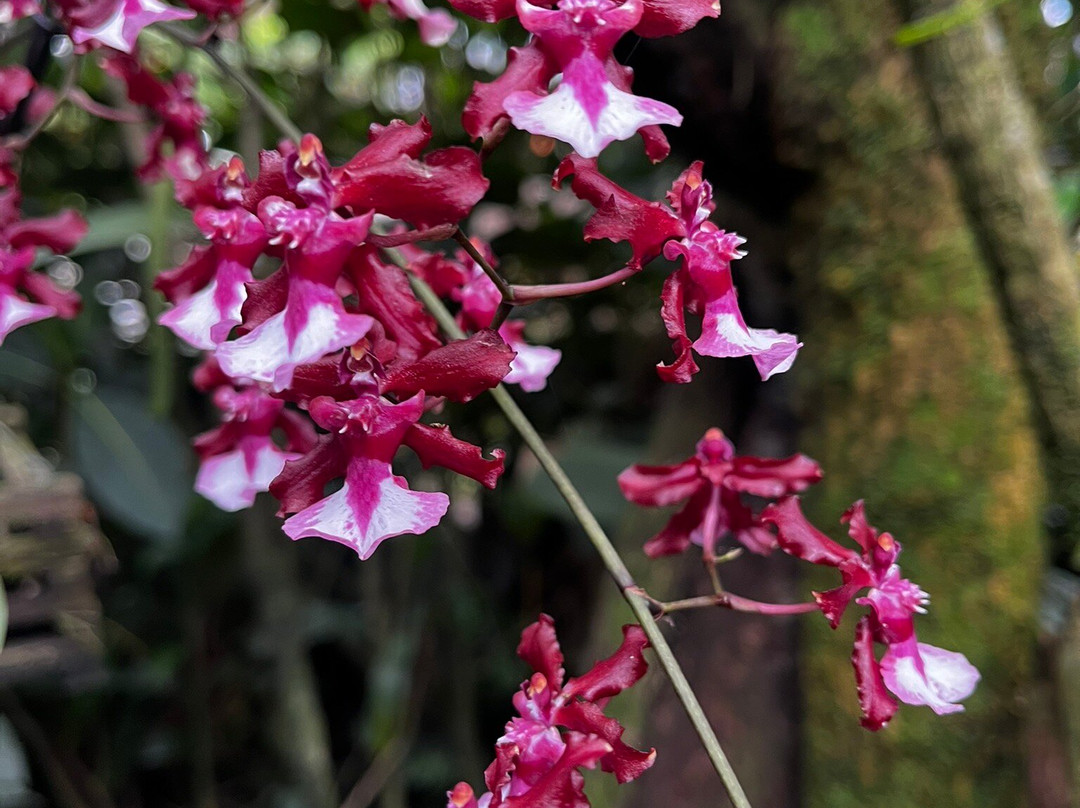 Monteverde Orchid Garden-圣埃伦娜必去景点