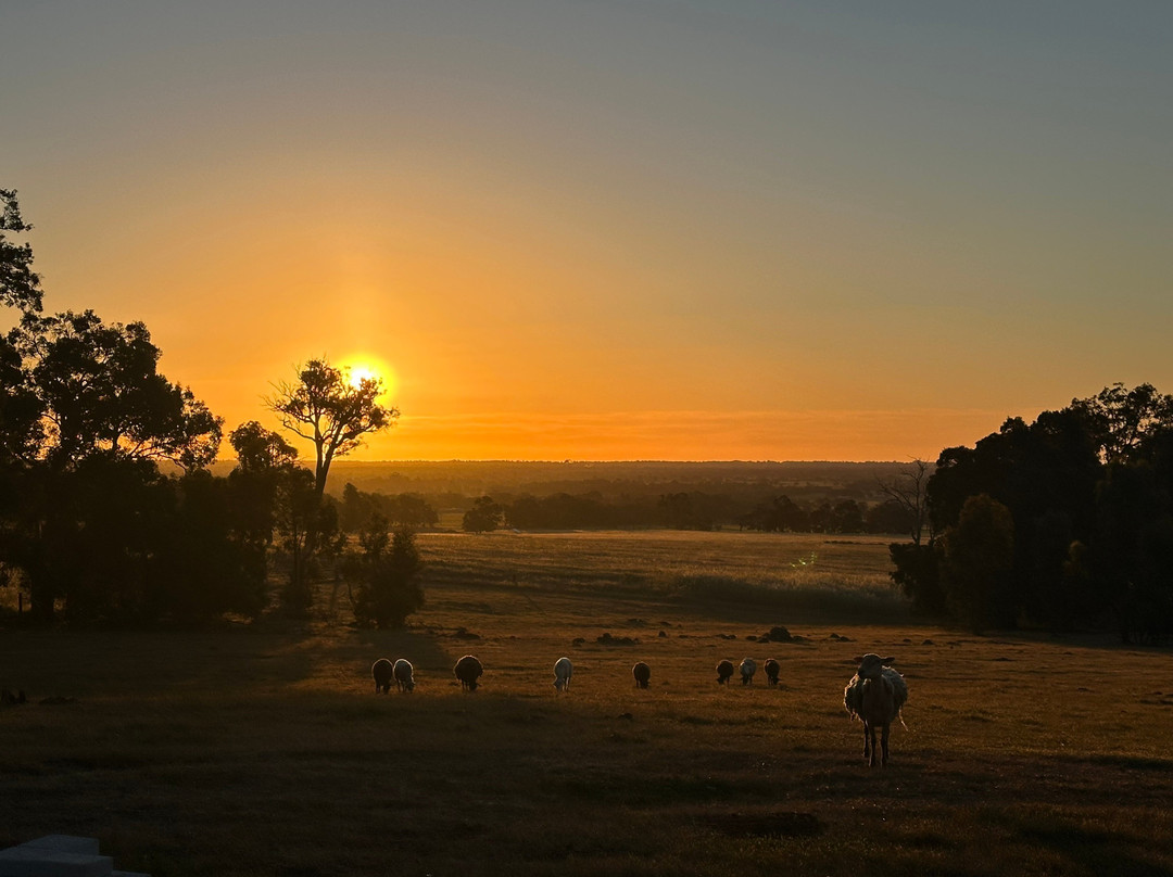 Henty Lodge Bed & Breakfast主图