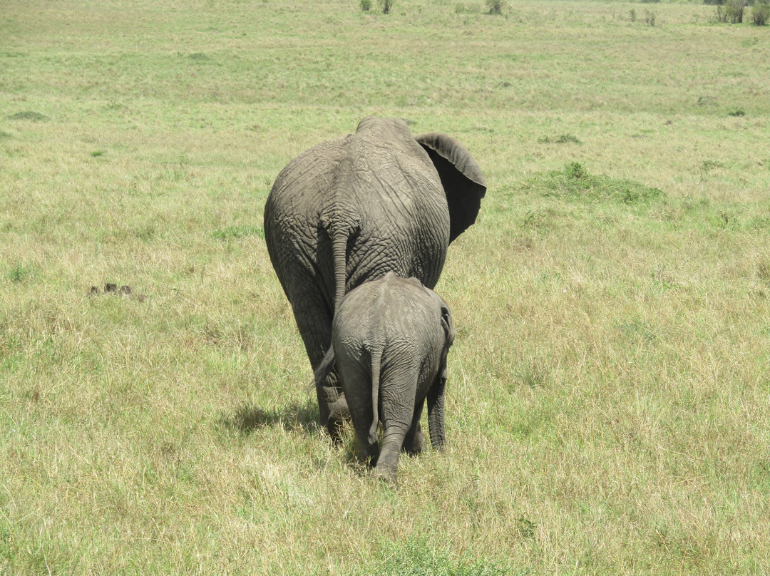 Join African  Savanah-Karen必去景点