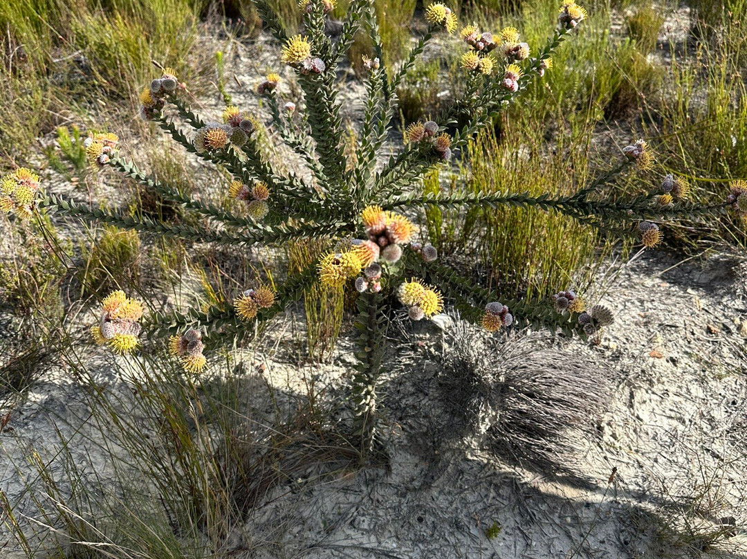 Blue Mountain Trail-Botrivier必去景点