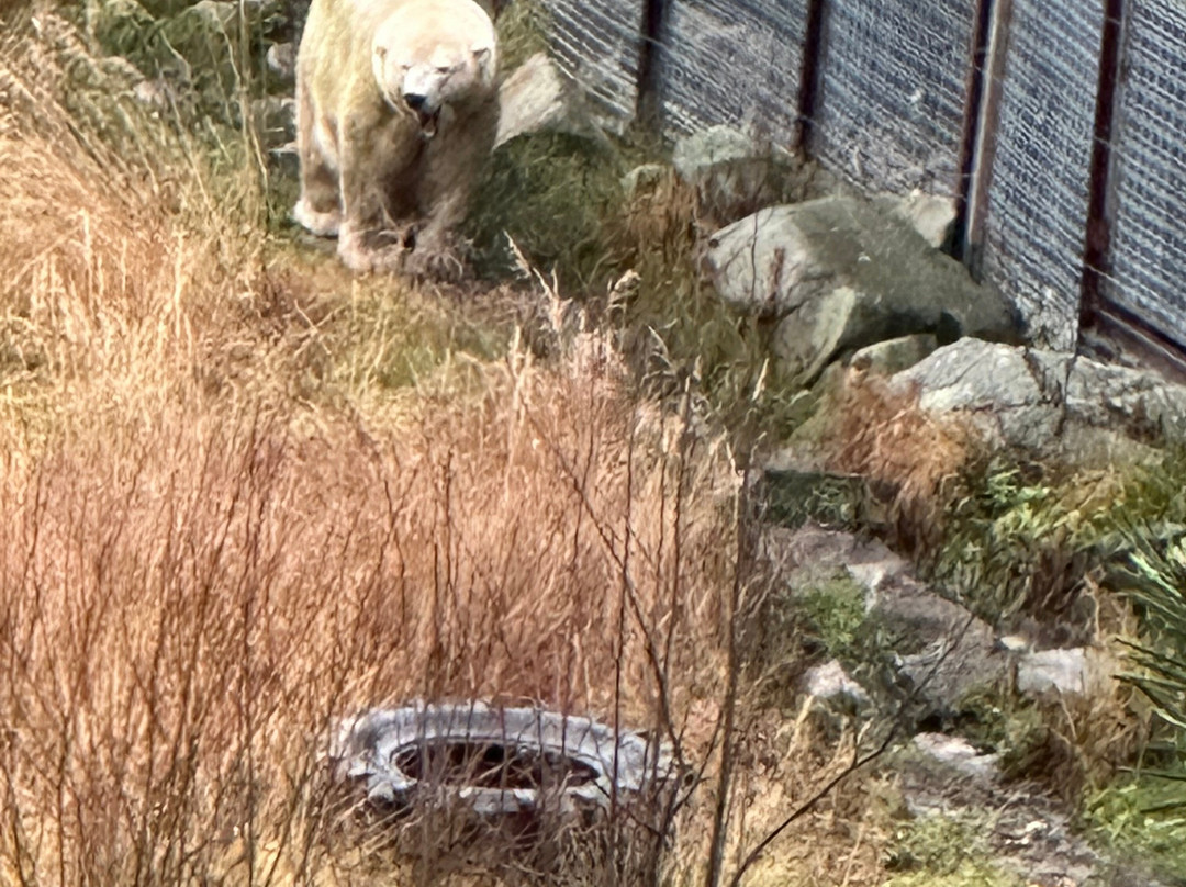 Ranua Zoo-Ranua必去景点